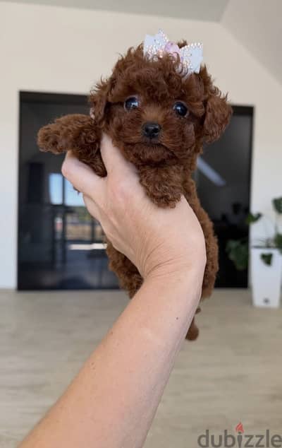 tea cup poodle puppy