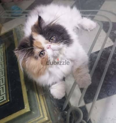 قطة هارليكان كاليكو زرار توب التوب