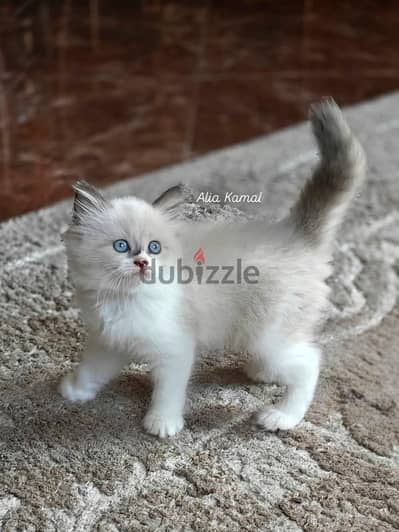 Purebred Seal bicolor Ragdoll راغدول راجدول