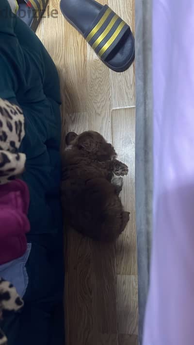 Toy poodle 2 months