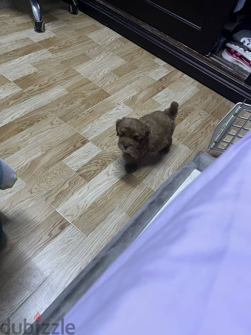 Multi poo 2 months 1