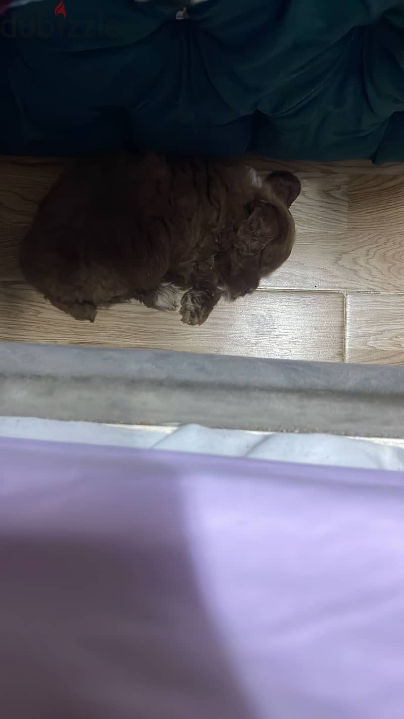 Multi poo 2 months 2