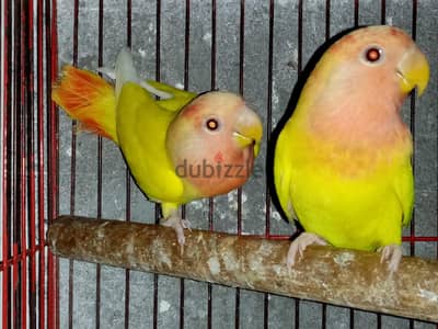 روز اوبالين رد