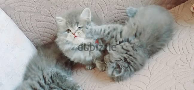كيتنز بريتش اكسترا لونج هير ٤٨ يوم مدربين ومطعمين // 01014794352