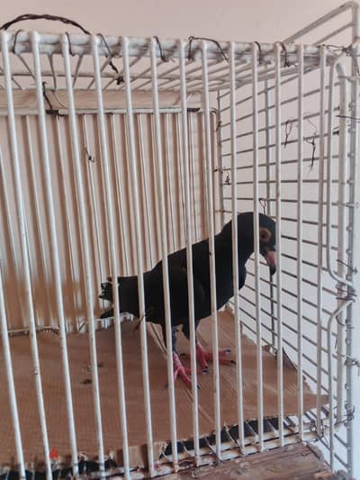 دكرين زواجل سود اخوات عليهم ثلث ريشات