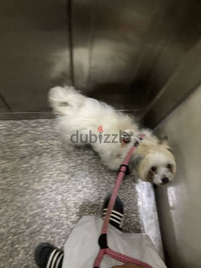 كلبة شيه تزو بيور | Purebred Shih Tzu pure
