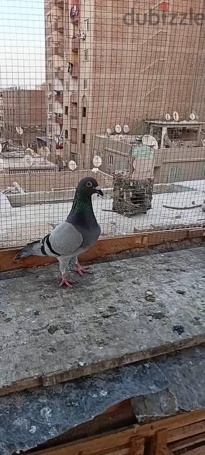 للبيع دكر جمعية زاجل شغال
