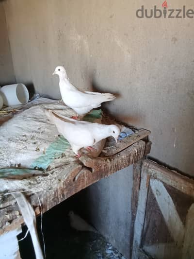 حمام فرنساوي للبيع