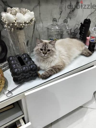 سكوتش