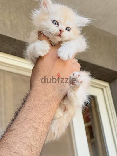 قطط هيمالايا على شيرازى بيور