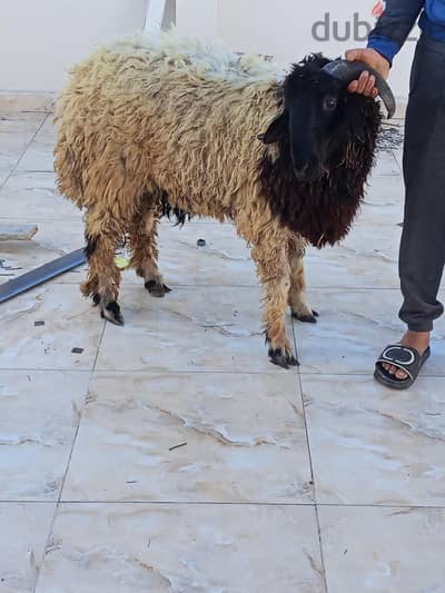 بسم الله ماشاء الله يوجد خرفان برقي لحم تربيه بيتي للعقيقه أو ندر