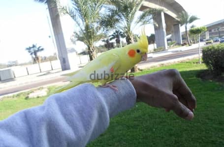 فرد كوكتيل لاتيني مدرب