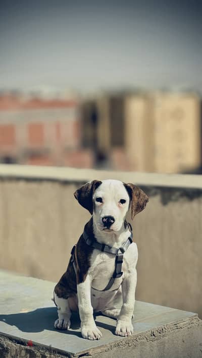كلبة بيتبول أنثى 7 شهور Female Pitbull Dog لولو