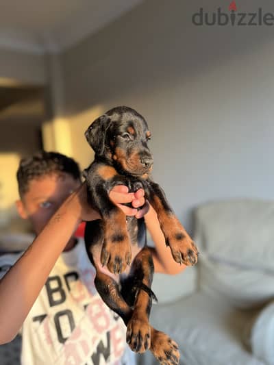 Doberman Puppies