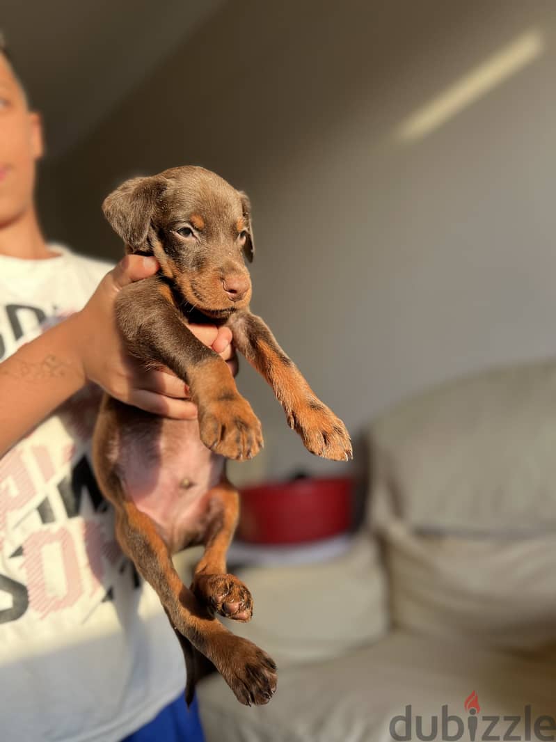 Doberman Puppies 1