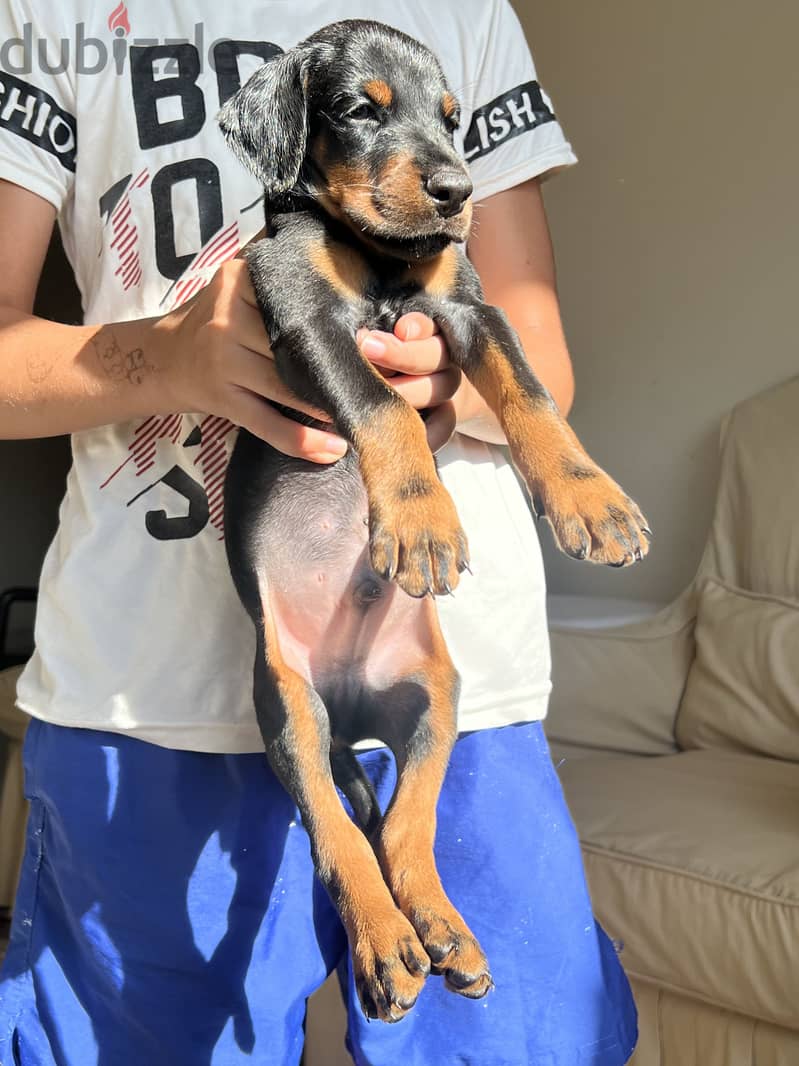Doberman Puppies 2