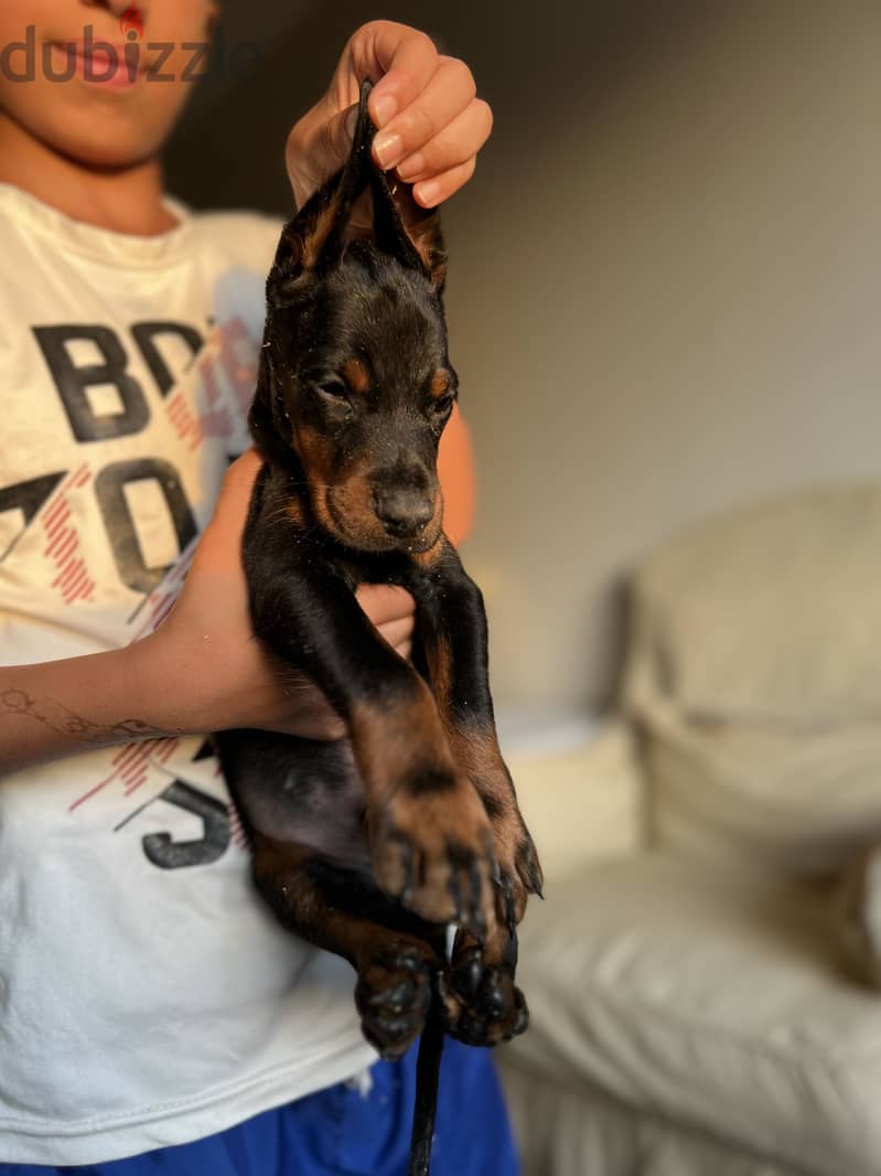 Doberman Puppies 3