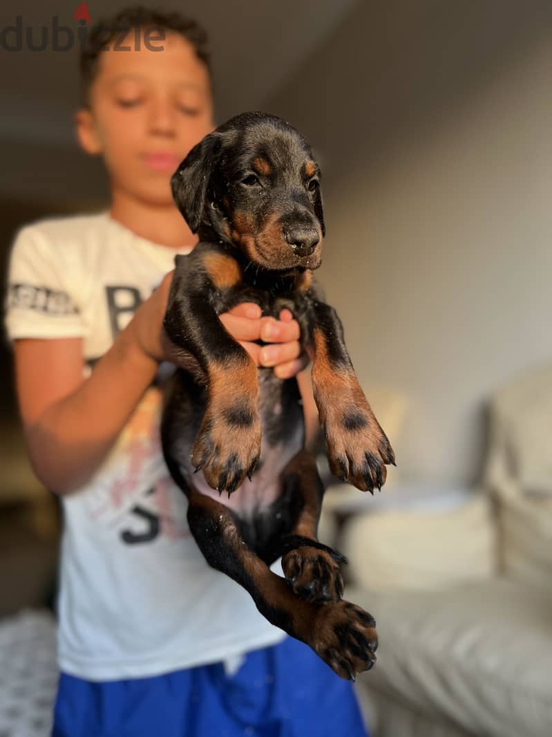 Doberman Puppies 4
