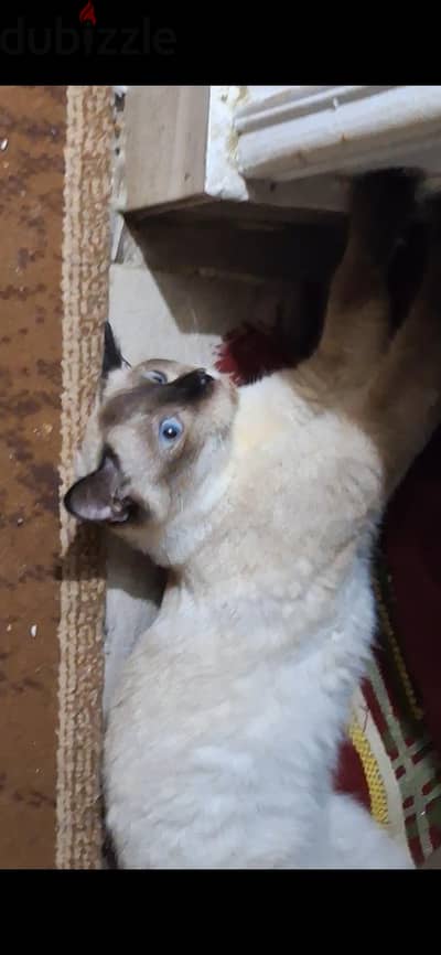 قطه سيامي للبيع
