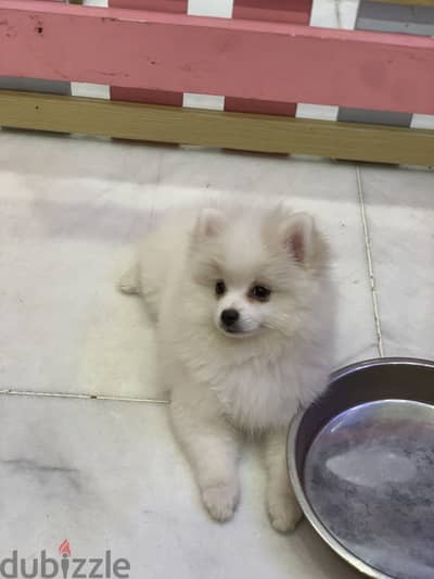 Pure Pomeranian Female Puppy  | Teddy Face I Premium Quality