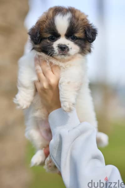 For sale male & female 45 day