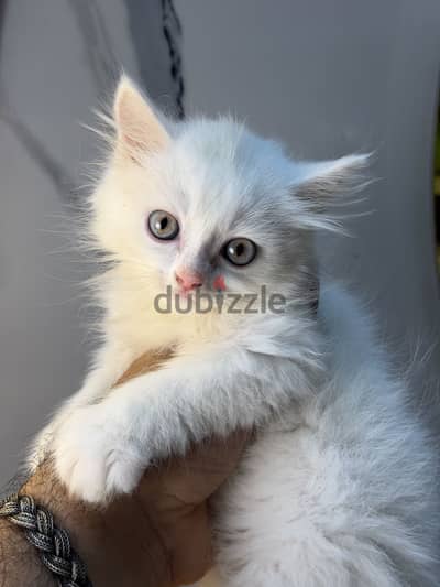 Simbapets