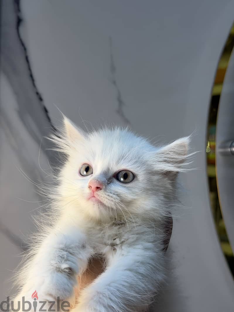 Simbapets 2