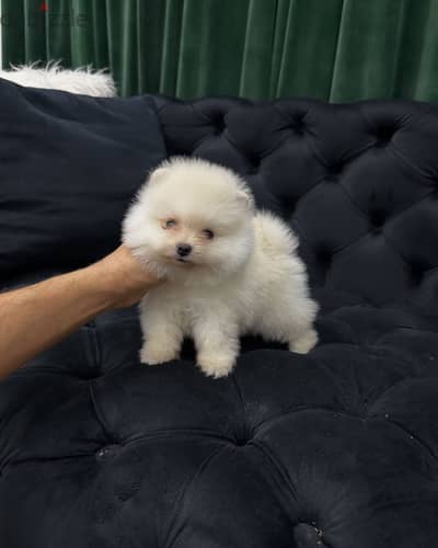 Pomeranian بومرينيان