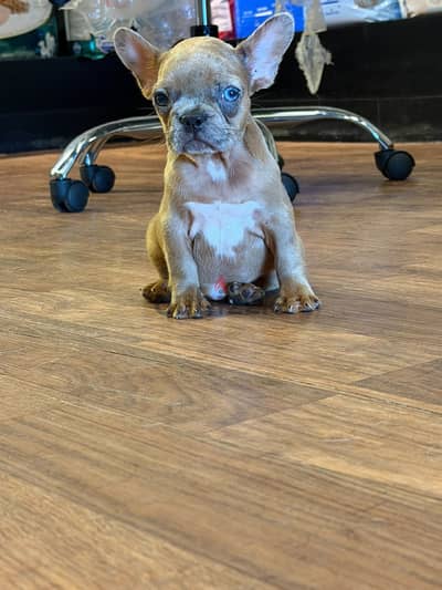French bulldog فرنش بولدوج