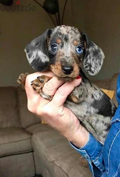 Dachshund puppy داتشهاوند داتش هاوند