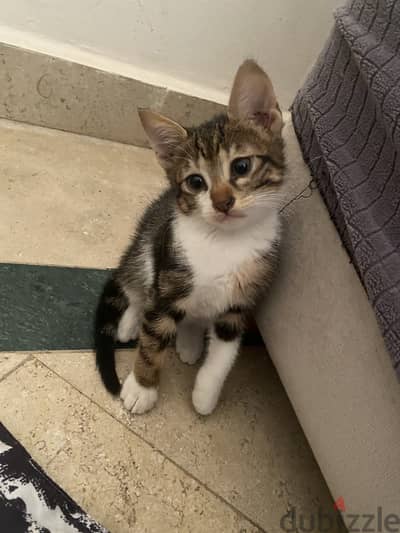 قطط للتبني kittens for adoption ( cat )