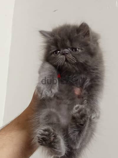 بنوته  بيرشن  اي استفسار 01227551432