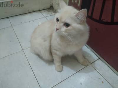 قطه  للبيع