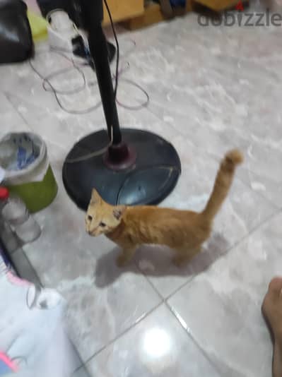 قط للتبني
