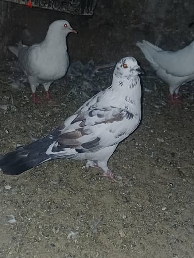 حمام لاحم