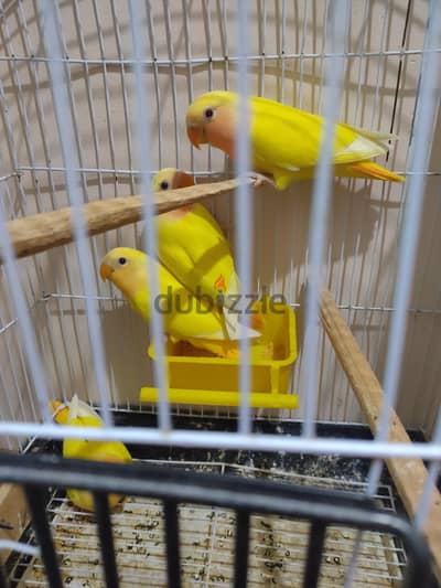 جوزين روز للبيع