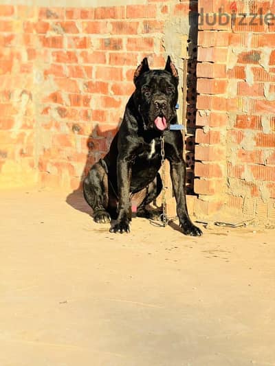 cane corso