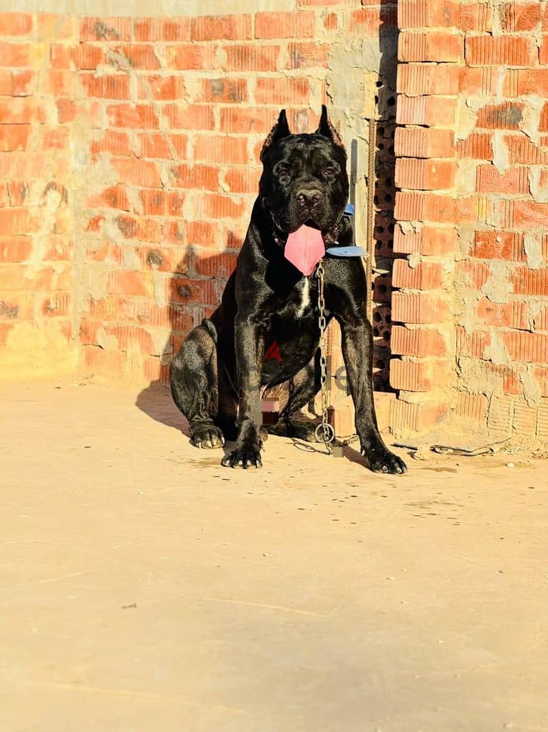 cane corso 1