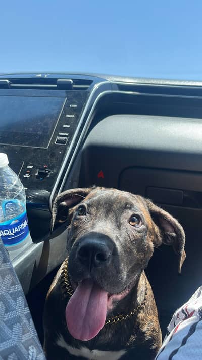 Cane Corso أنثى