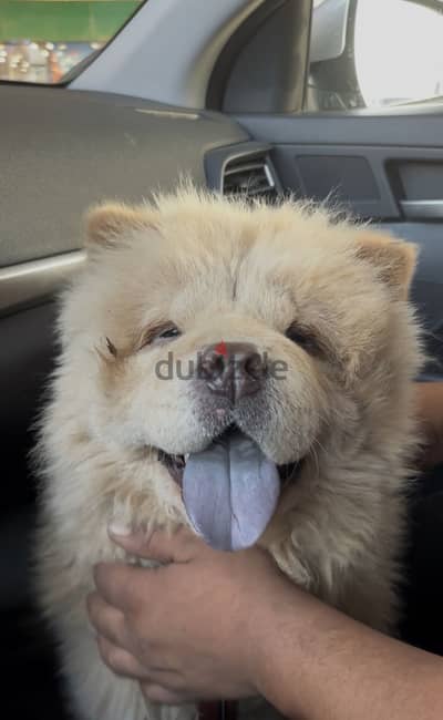 Chow chow female  نتايه تشاو تشاو