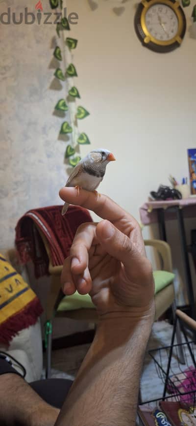 دكر زيبرا شغال