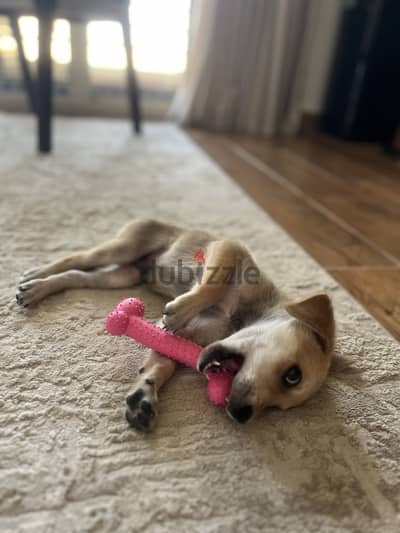 Half golden retriever half baladi