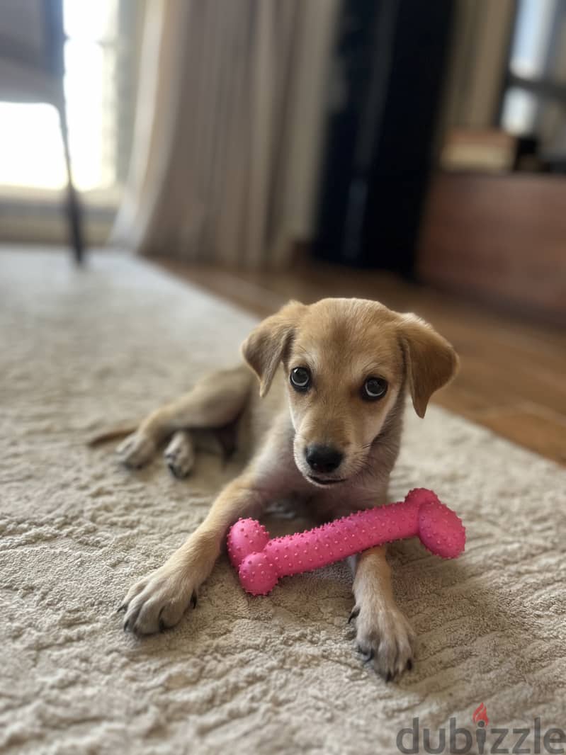 Half golden retriever half baladi 1