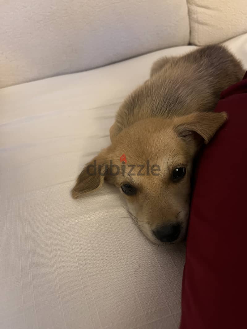 Half golden retriever half baladi 2