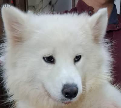 سمويد هسكي Samoyed Husky للبيع