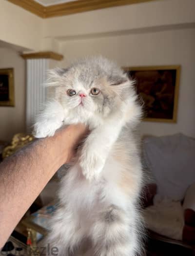 اجمل بنوته كاليكو دايلوت مستوا توب 01069909879