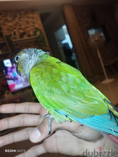 جوز جرين شيك نورمال مدرب وبياكل كل حاجه