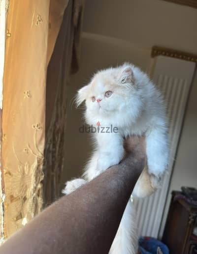 اجمل ولد فان زرار التوب 01069909879