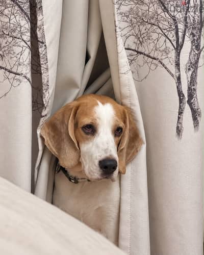 Pure beagle