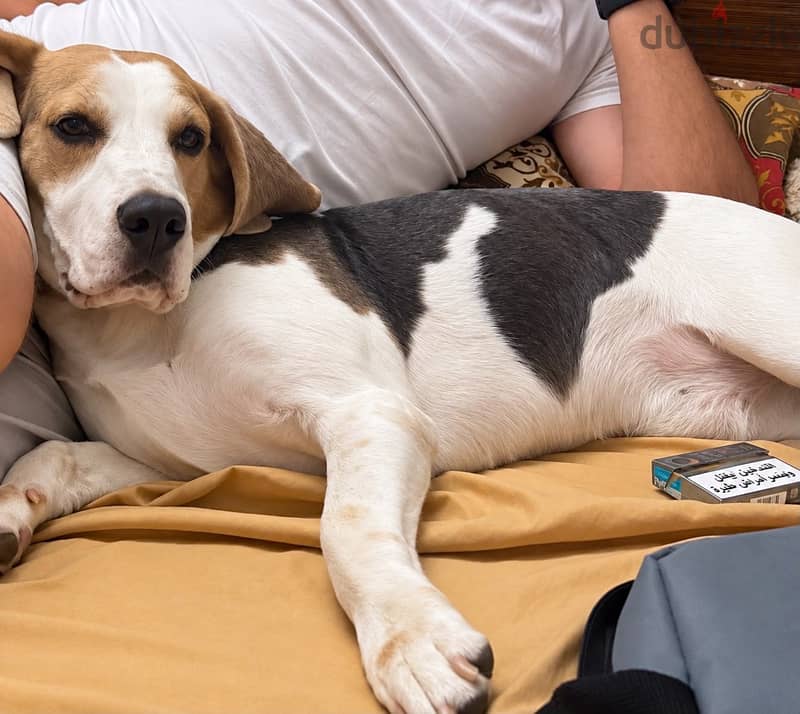 Pure beagle 1